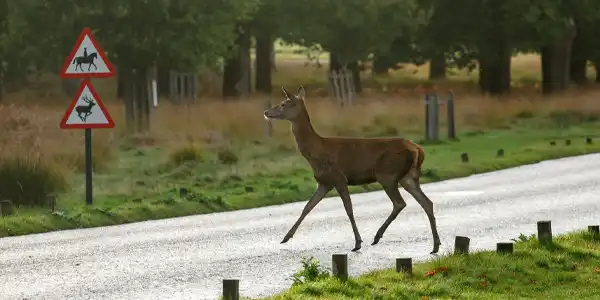 Los animales estuvieron implicados en 35.661 accidentes de tráfico en 2022