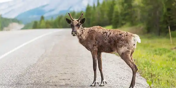 ¿Quién responde por un atropello a un animal?