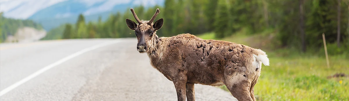 Atropello de animales; “Irresponsabilidad del culpable” VS “Responsabilidad del inocente”