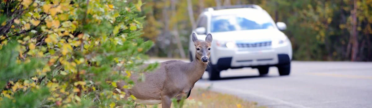 Los animales estuvieron implicados en 35.661 accidentes de tráfico en 2022 